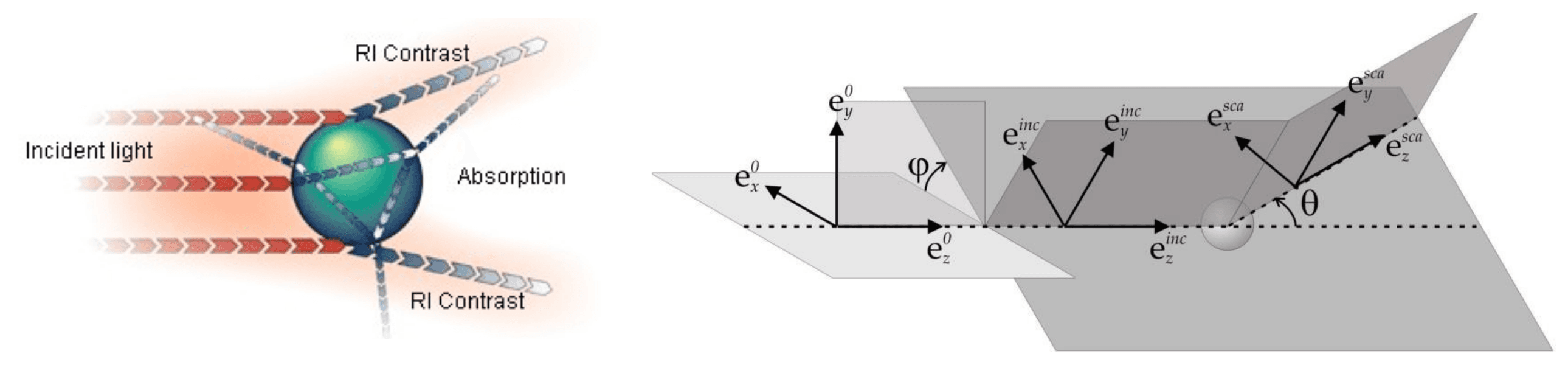Interaction de la Lumière Polarisée avec les Milieux Diffusants Optiquement Anisotropes